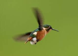 Colibri héliodore