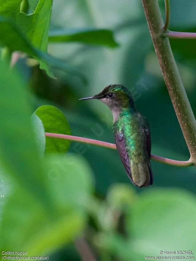 Antillean Crested Hummingbird female adult