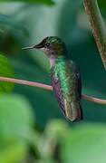 Antillean Crested Hummingbird