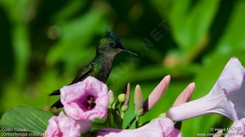 Colibri huppé