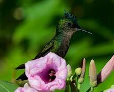 Antillean Crested Hummingbird