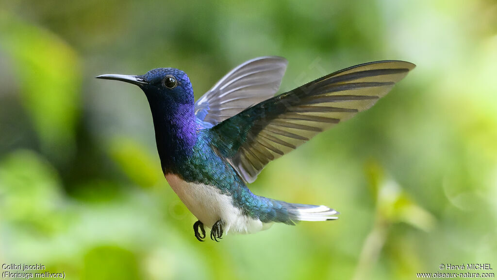 Colibri jacobin mâle adulte