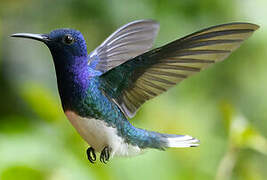 White-necked Jacobin