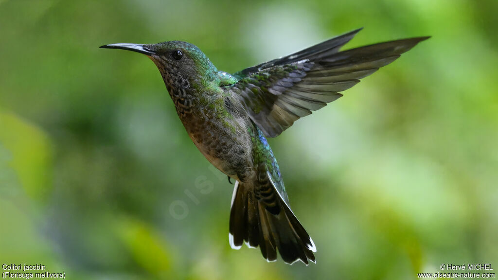 Colibri jacobin femelle adulte