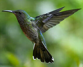 Colibri jacobin