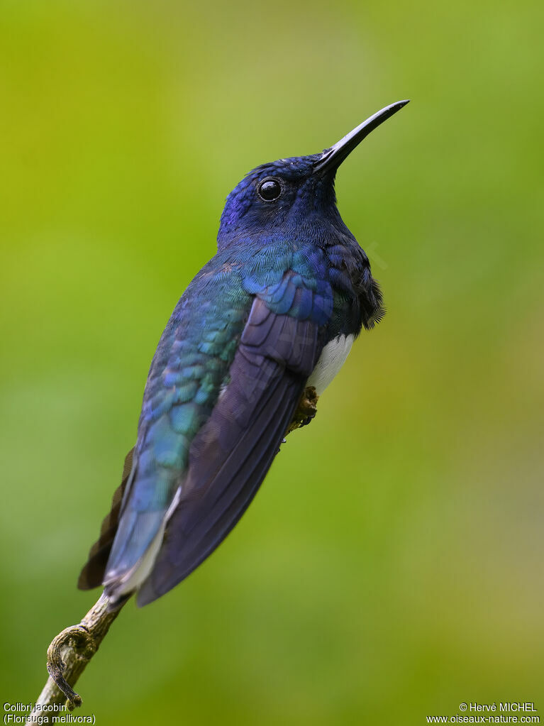 White-necked Jacobin male