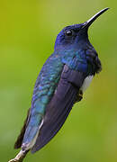 White-necked Jacobin