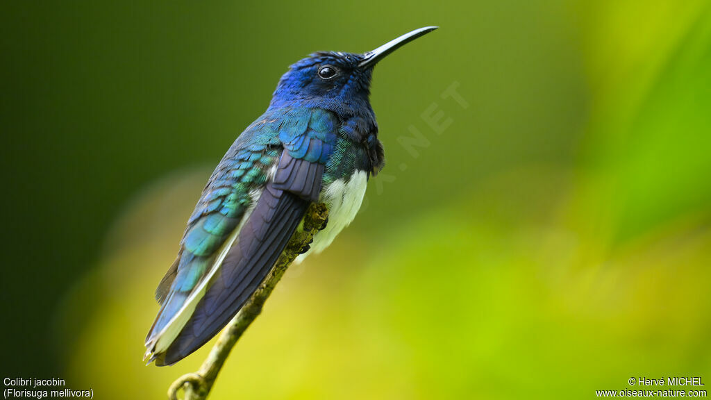 White-necked Jacobin male