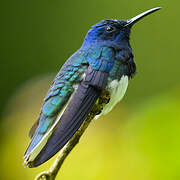 White-necked Jacobin