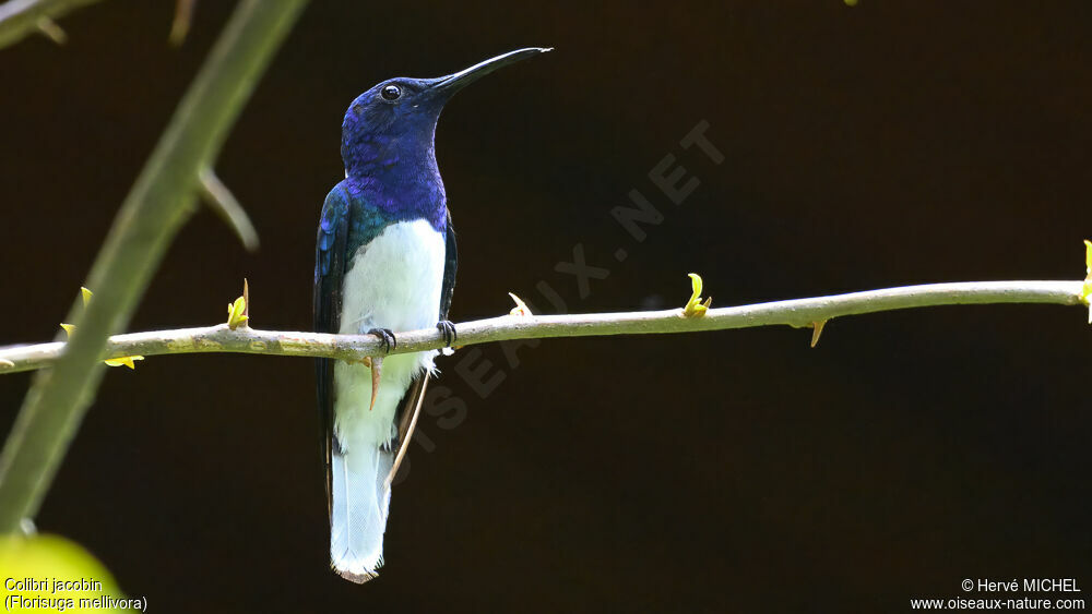 White-necked Jacobin