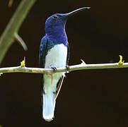 White-necked Jacobin