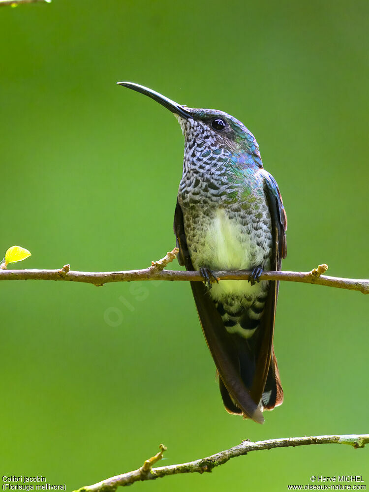 White-necked Jacobin female