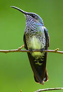 White-necked Jacobin