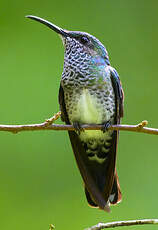 Colibri jacobin