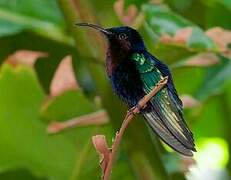 Purple-throated Carib