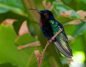 Colibri madère