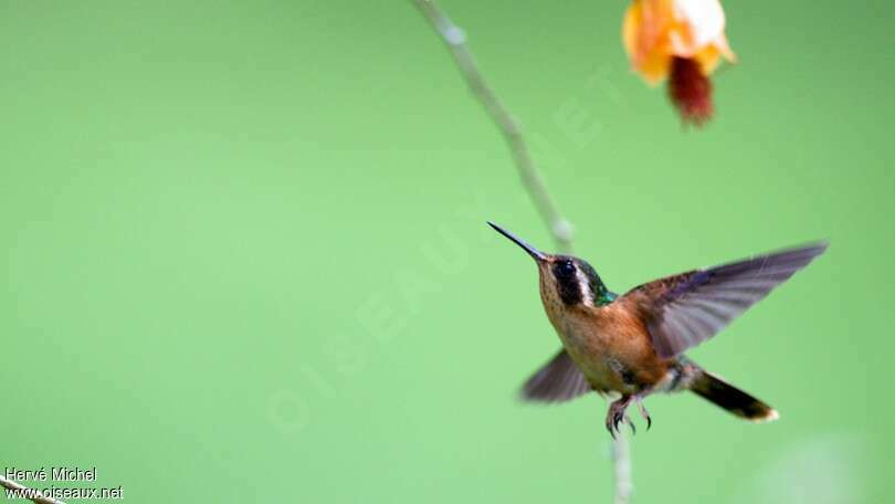 Colibri moucheté, pigmentation, Vol