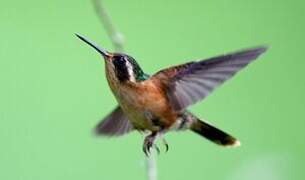 Colibri moucheté