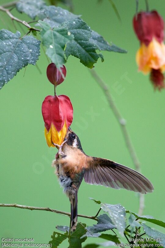 Colibri moucheté