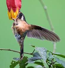 Colibri moucheté