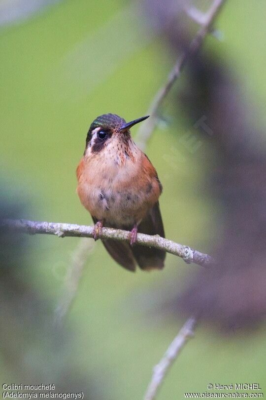 Speckled Hummingbird