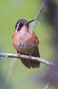 Speckled Hummingbird