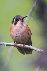 Colibri moucheté