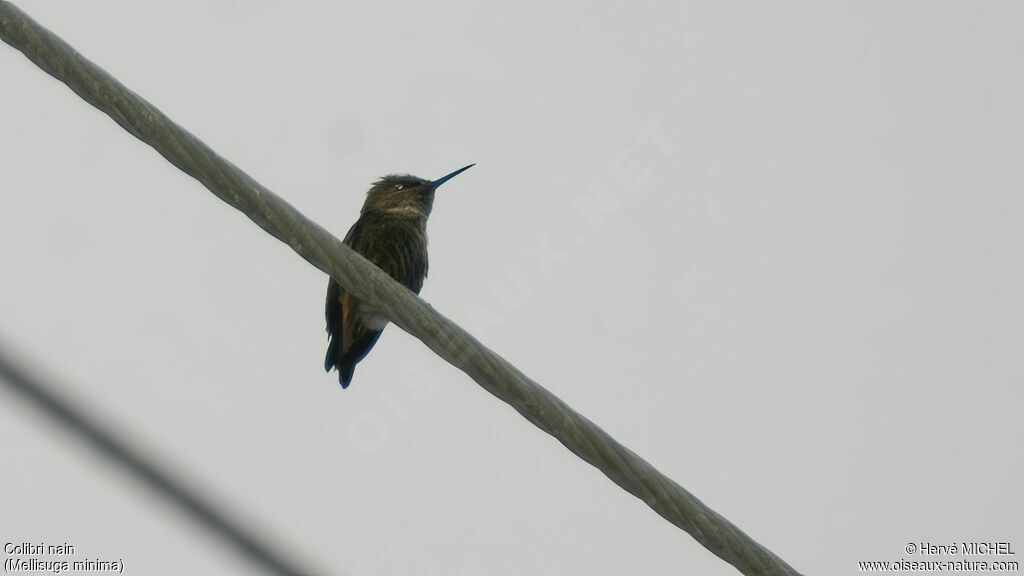 Colibri nain