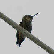 Vervain Hummingbird