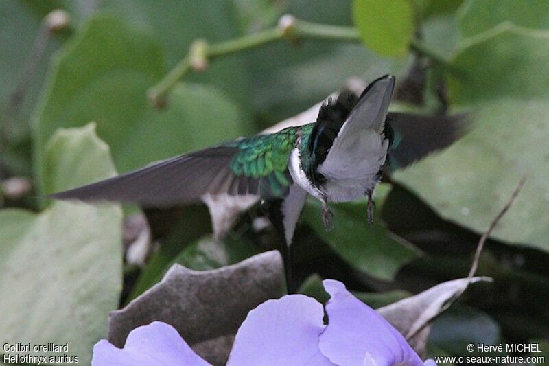 Colibri oreillardadulte, identification