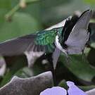 Colibri oreillard