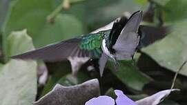 Colibri oreillard
