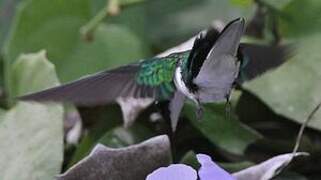 Black-eared Fairy