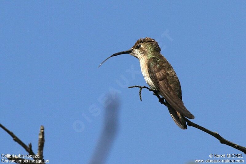 Colibri rubis-topaze femelle adulte, identification