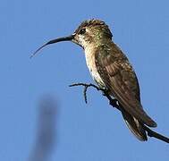 Ruby-topaz Hummingbird