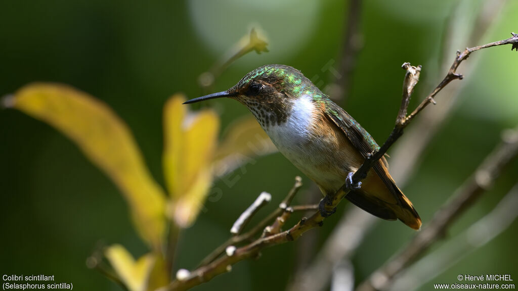 Colibri scintillant femelle