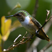 Scintillant Hummingbird