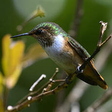 Colibri scintillant