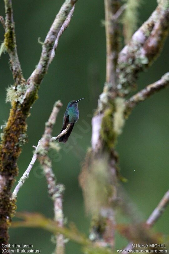 Colibri thalassin