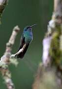 Mexican Violetear