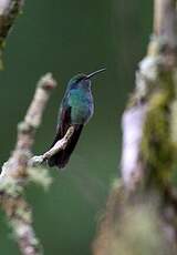 Colibri thalassin