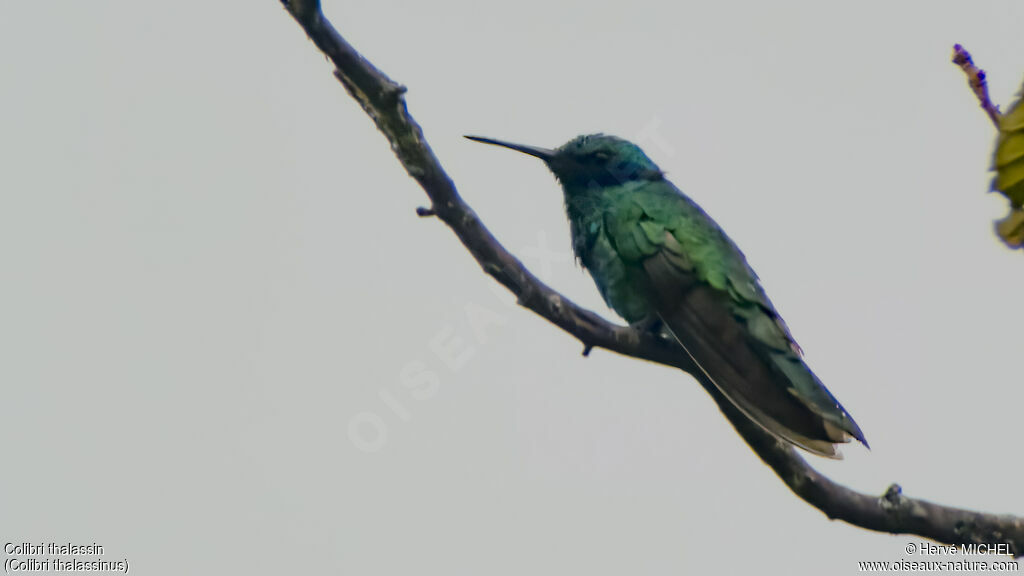 Mexican Violetear