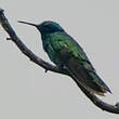 Colibri thalassin