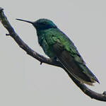 Colibri thalassin