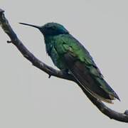 Mexican Violetear