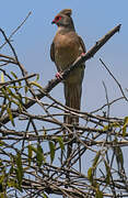 Red-faced Mousebird