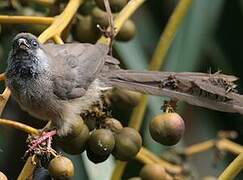 Speckled Mousebird