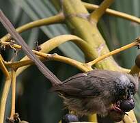 Speckled Mousebird