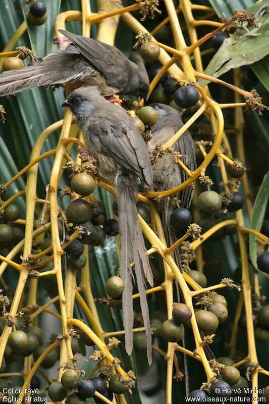 Speckled Mousebird