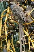 Speckled Mousebird